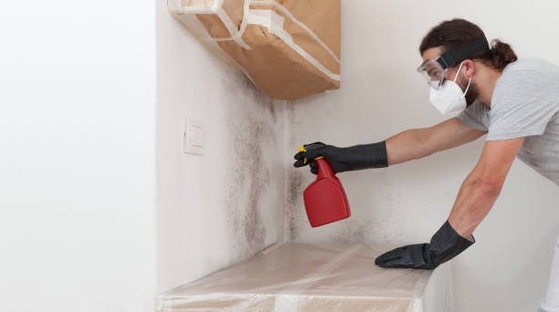 Professional Mold Remediation technician working in South Gate Ridge, FL